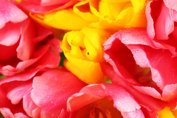 Tulipani rosa e gialli primo piano — Foto Stock