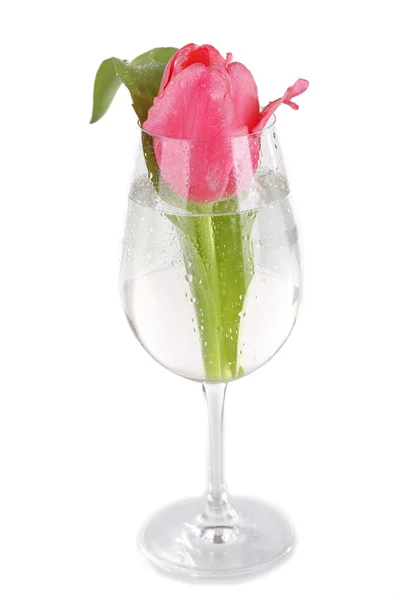 Pink tulip in glass of water isolated on white — Stock Photo, Image