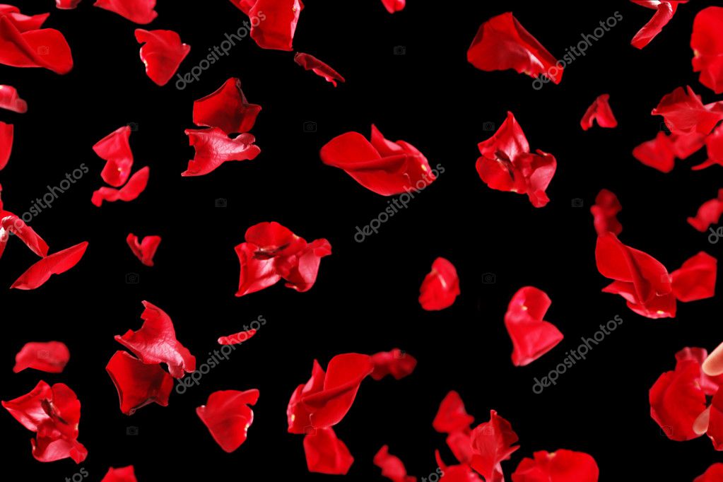 Beautiful red rose petals, on black background Stock Photo by