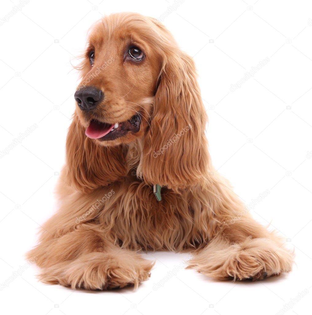 Beautiful cocker spaniel isolated on white