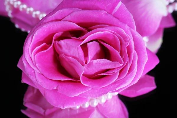Rosa rosa isolata su nero — Foto Stock