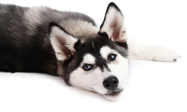 Hermoso lindo cachorro husky, aislado en blanco —  Fotos de Stock