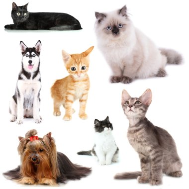 Kediler ve köpekler üzerinde beyaz izole kolaj