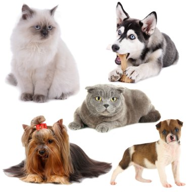Kediler ve köpekler üzerinde beyaz izole kolaj