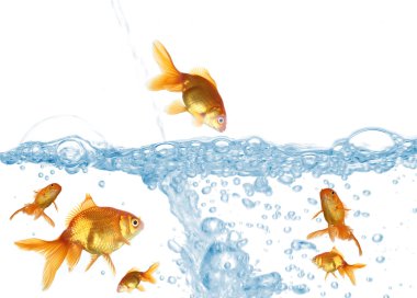 Goldfish in clear water isolated on white clipart