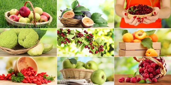 Kolaż ogród owoce i jagody — Zdjęcie stockowe