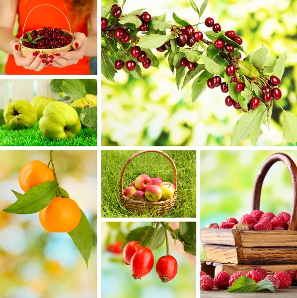 Collage de frutas y bayas de jardín — Foto de Stock