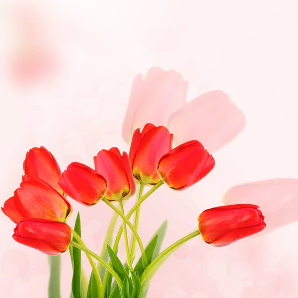 Beautiful red tulips on bright background — Stock Photo, Image