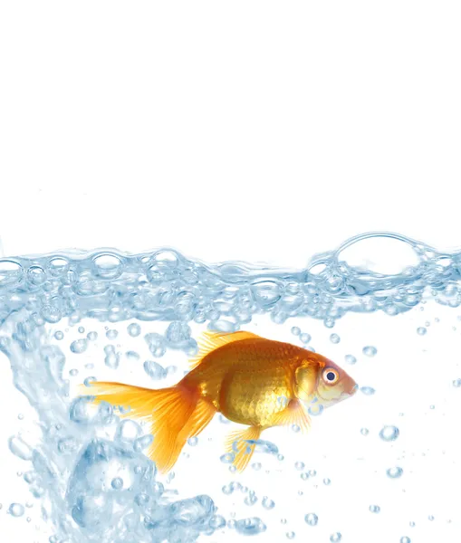 Złota rybka w czystej wodzie na białym tle — Zdjęcie stockowe