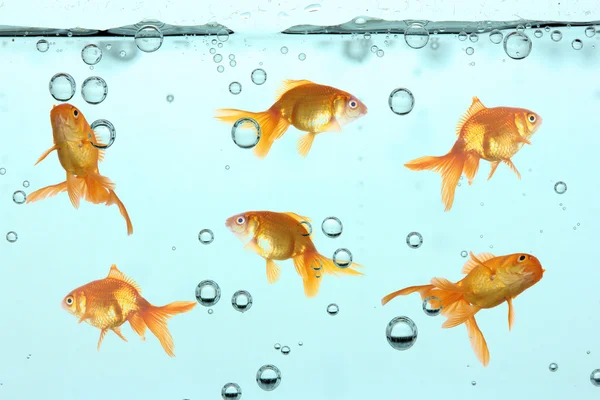 澄んだ水の金魚 — ストック写真