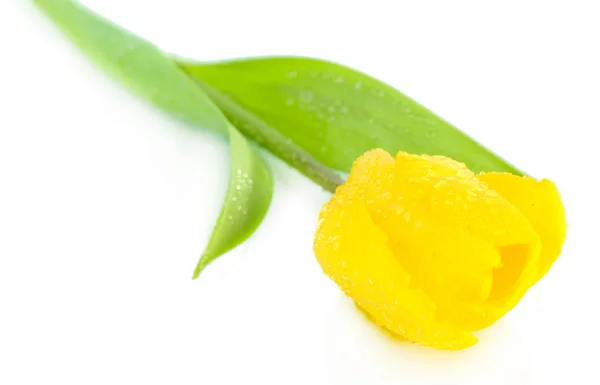 Tulipano giallo primo piano — Foto Stock