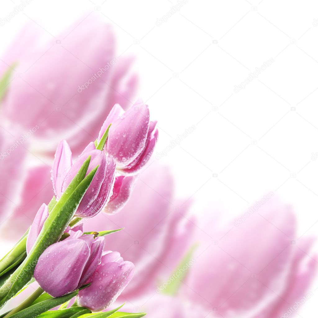 Beautiful bouquet of purple tulips  on bright background