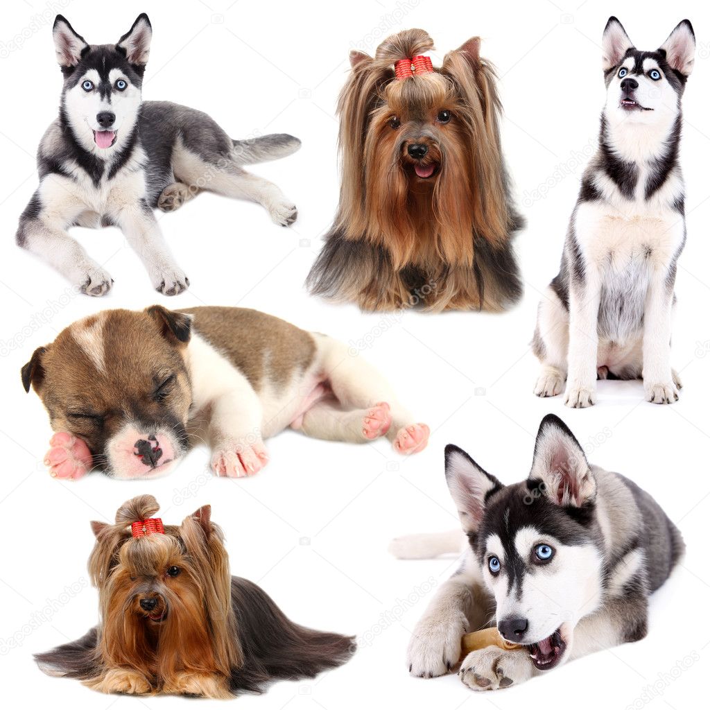 Collage of different dogs isolated on white