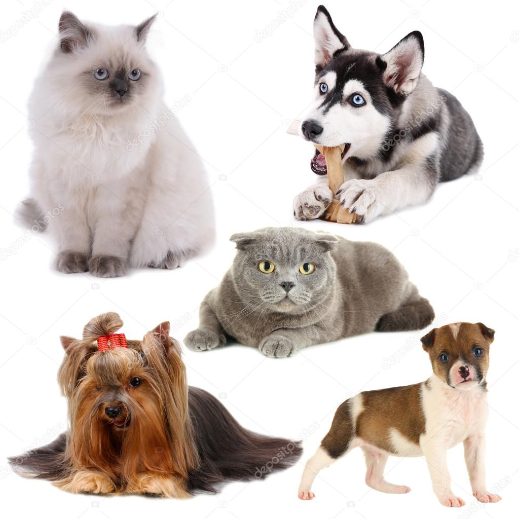 Collage of cats and dogs isolated on white