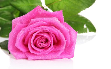 Pembe gül beyaz üzerine izole