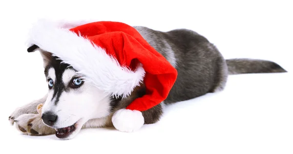 Симпатичный щенок хаски в шляпе Санта-Клауса, изолированный на белом — стоковое фото