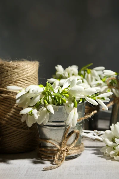 美丽的雪莲花，灰色的背景上 — 图库照片