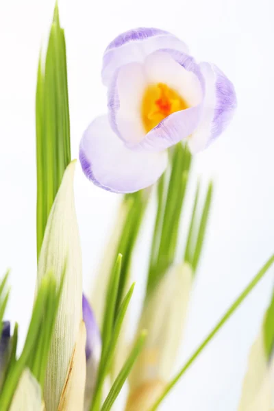 Crocus sobre fondo brillante — Foto de Stock