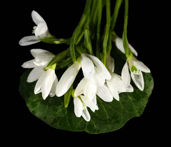 Belles chutes de neige, isolées sur noir — Photo