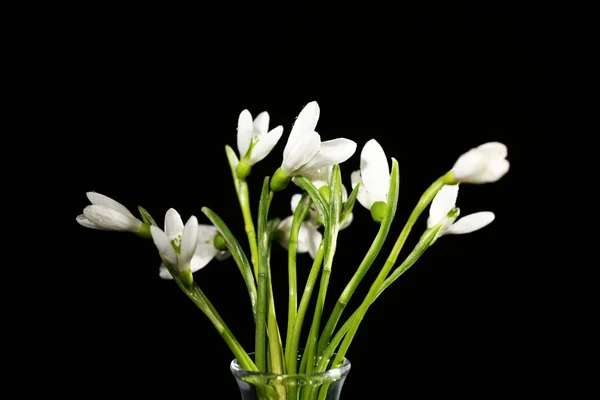 Lindas gotas de neve, isoladas em preto — Fotografia de Stock