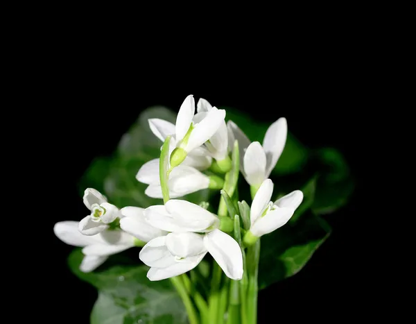 Beautiful snowdrops, isolated on black — Stock Photo, Image