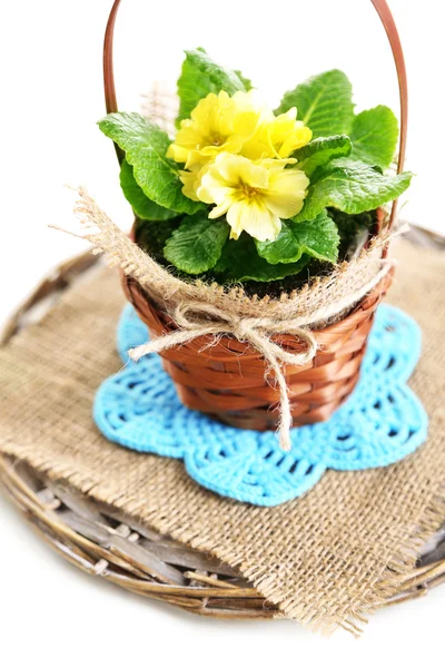 Yellow primrose in  wicker basket, on napkin, isolated on white — Stock Photo, Image