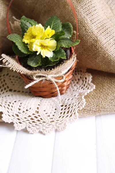 Yellow primrose in  wicker basket, on wooden table, on sackcloth background — Stock Photo, Image
