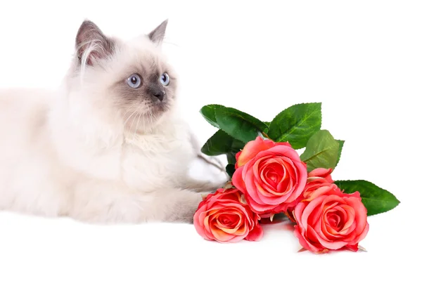 Beautiful cat with flowers isolated on white — Stock Photo, Image