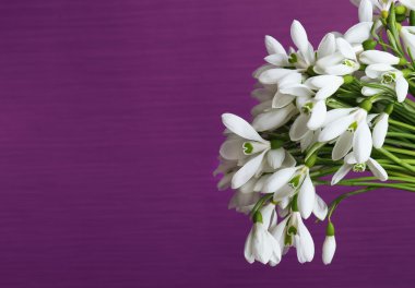 Beautiful snowdrops on purple background clipart