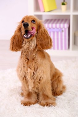 Oda güzel yavru horoz İspanyol