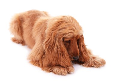 güzel cocker spaniel üzerinde beyaz izole