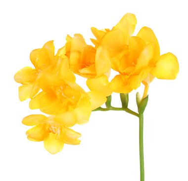 güzel Frezya çiçek, üzerinde beyaz izole