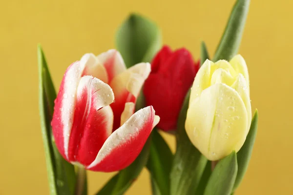Красиві тюльпани на жовтому тлі — стокове фото