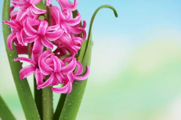 Schöne rosa Hyazinthenblüte auf hellem Hintergrund — Stockfoto