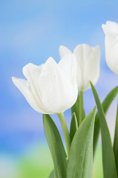 Beautiful tulips on bright background — Stock Photo, Image