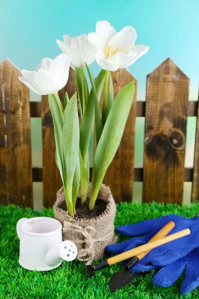 Beautiful tulips in pot  on green grass, on bright background — Stock Photo, Image