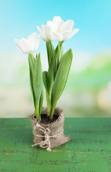 Beautiful tulips in pot  on color wooden table, on bright background — Stock Photo, Image