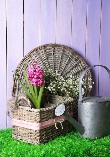 Beautiful hyacinth flower in wicker basket, on green grass on color wooden background — Stock Photo, Image