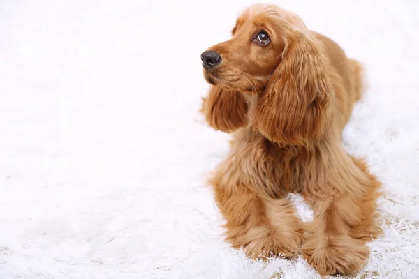 Hermoso cocker spaniel en alfombra blanca —  Fotos de Stock