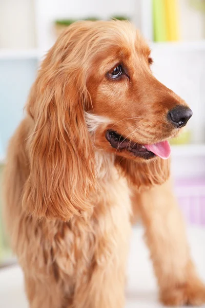 Beautiful cocker spaniel on bright background — Stock Photo, Image