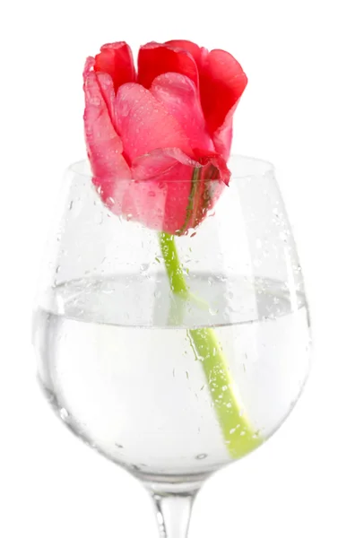 Rosa Tulpe im Glas Wasser isoliert auf weiß — Stockfoto