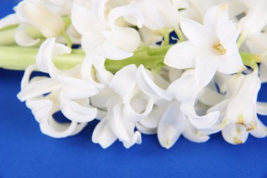 mavi zemin üzerine beyaz sümbül