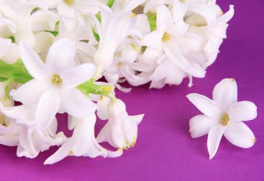 Mor zemin üzerine beyaz sümbül