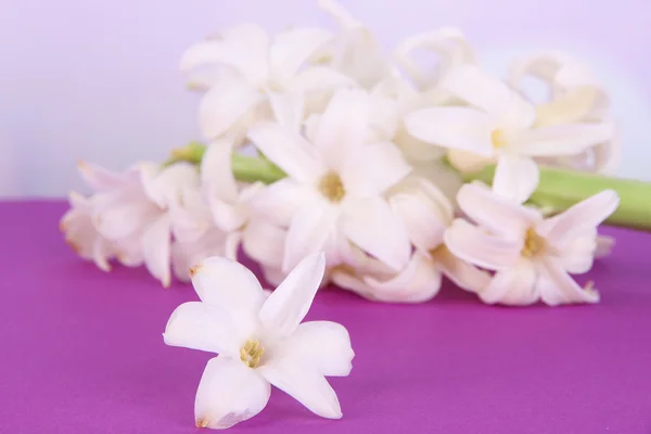 Hyacinth putih di atas meja pada latar belakang cerah — Stok Foto