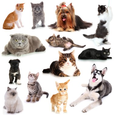 Kediler ve köpekler üzerinde beyaz izole kolaj