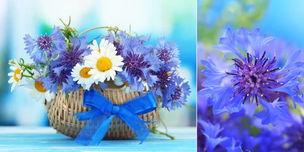 Collage of cornflowers closeup — Stock Photo, Image