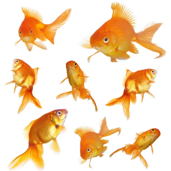 Goldfische in klarem Wasser isoliert auf weiß — Stockfoto