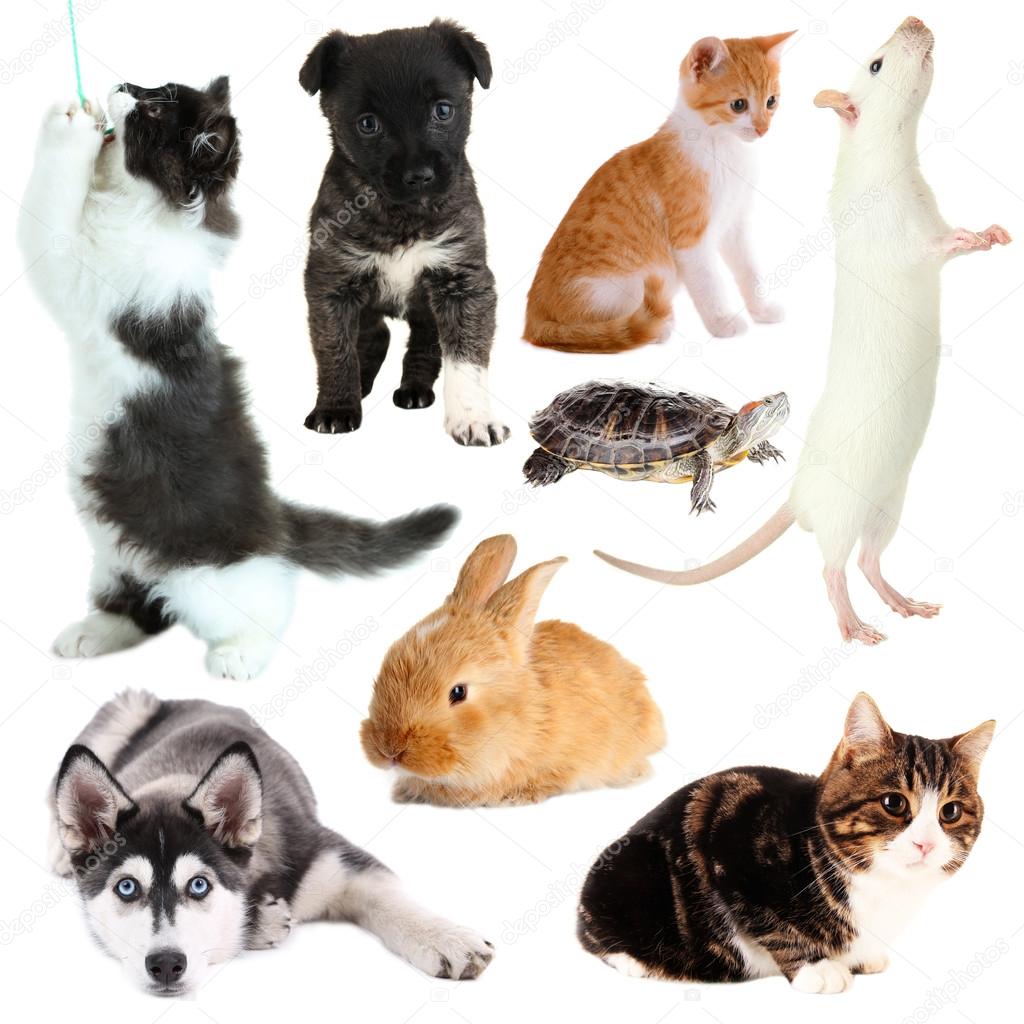 Collage of different pets isolated on white