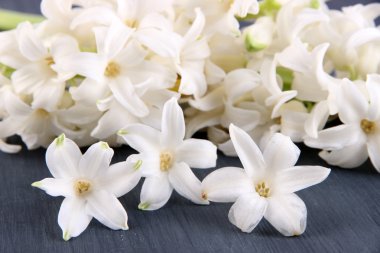 ahşap zemin üzerinde beyaz sümbül