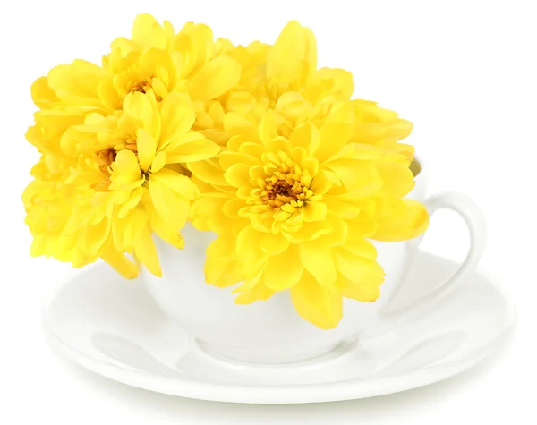 Beautiful chrysanthemum flowers in cup isolated on white — Stock Photo, Image